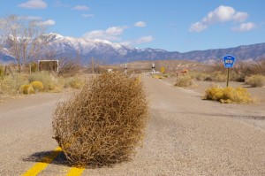tumbleweed